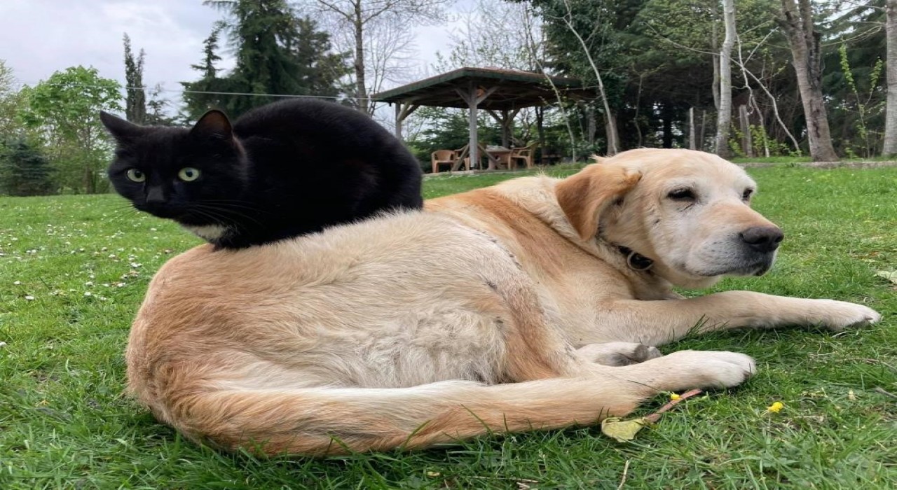 Düzceden 800 tona yakın kedi köpek maması ihraç edildi
