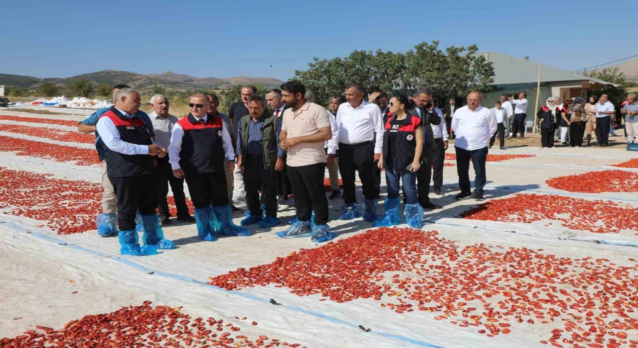 Elazığda 100 bin 352 ton domates rekoltesi bekleniyor