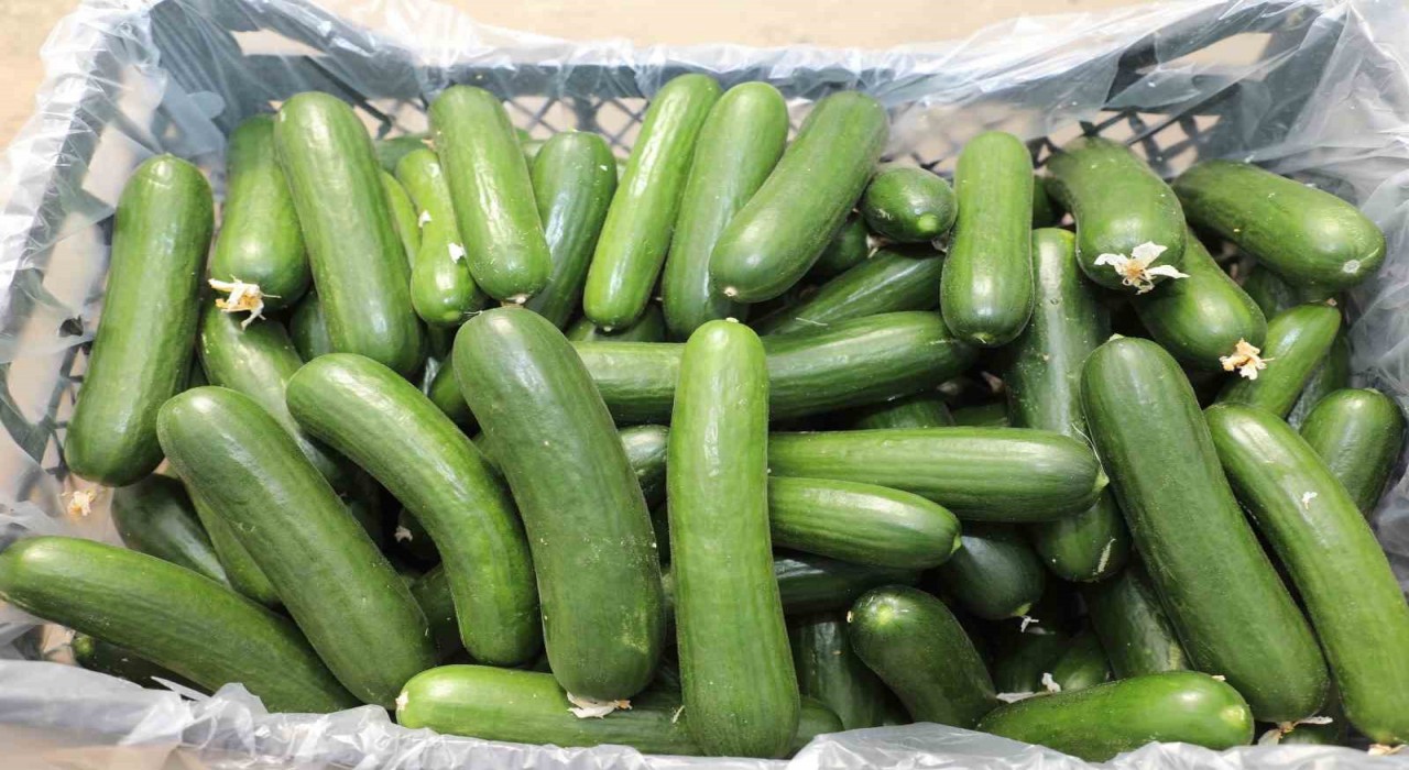 Elazığda 17 bin ton salatalık üretimiyle örtü altı sezonu başladı