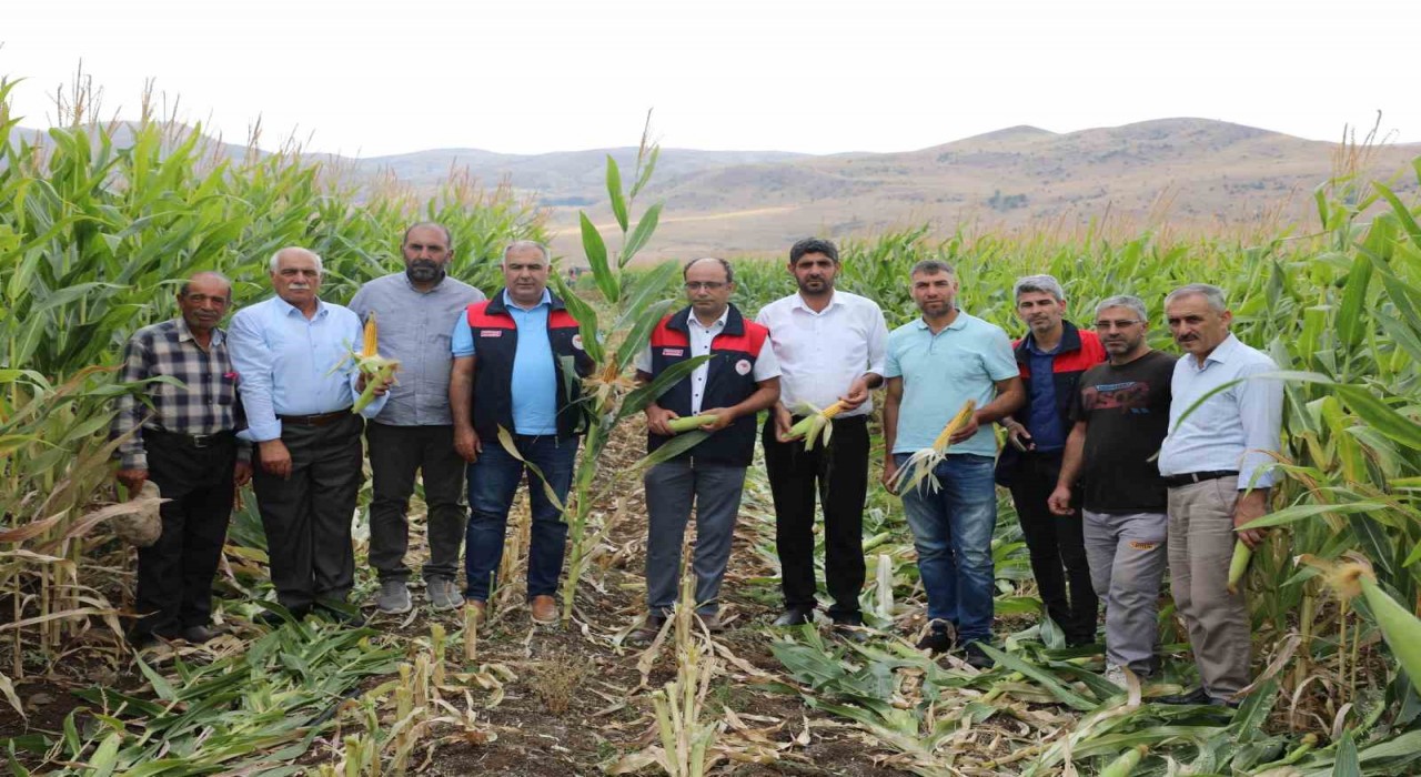 Elazığda 98 bin ton silajlık mısır üretimi bekleniyor