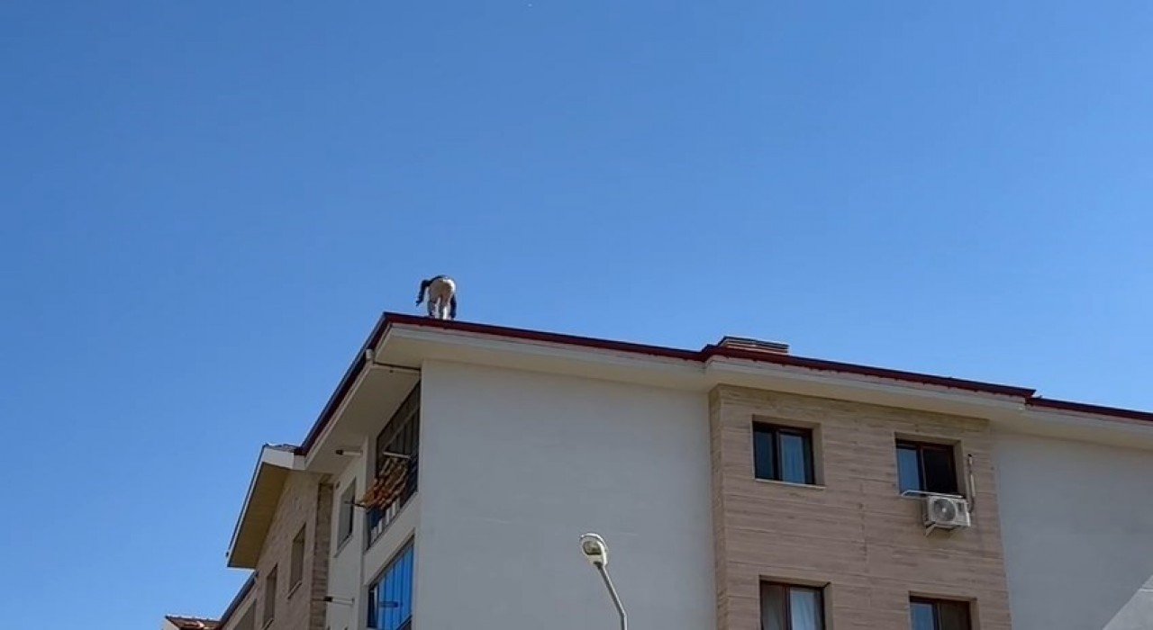 Elazığda çatıda tehlikeli çalışma
