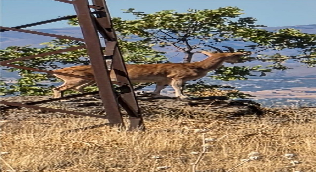Elazığda dağ keçileri görüntülendi