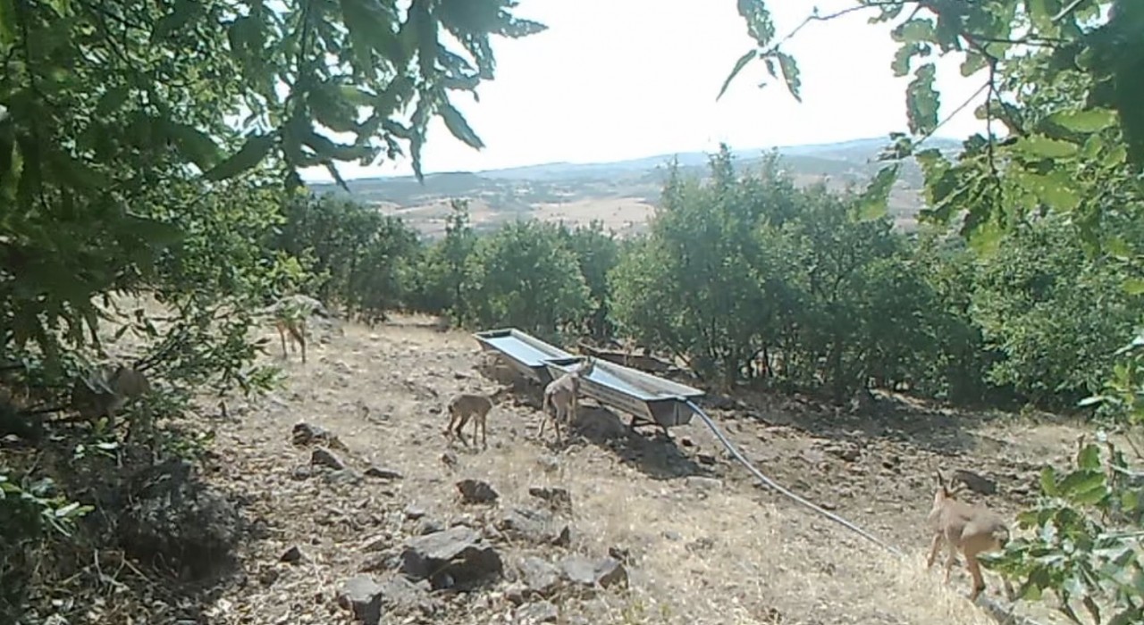 Elazığda dağ keçilerinin sıvatlardan su içmesi fotokapanlara yansıdı