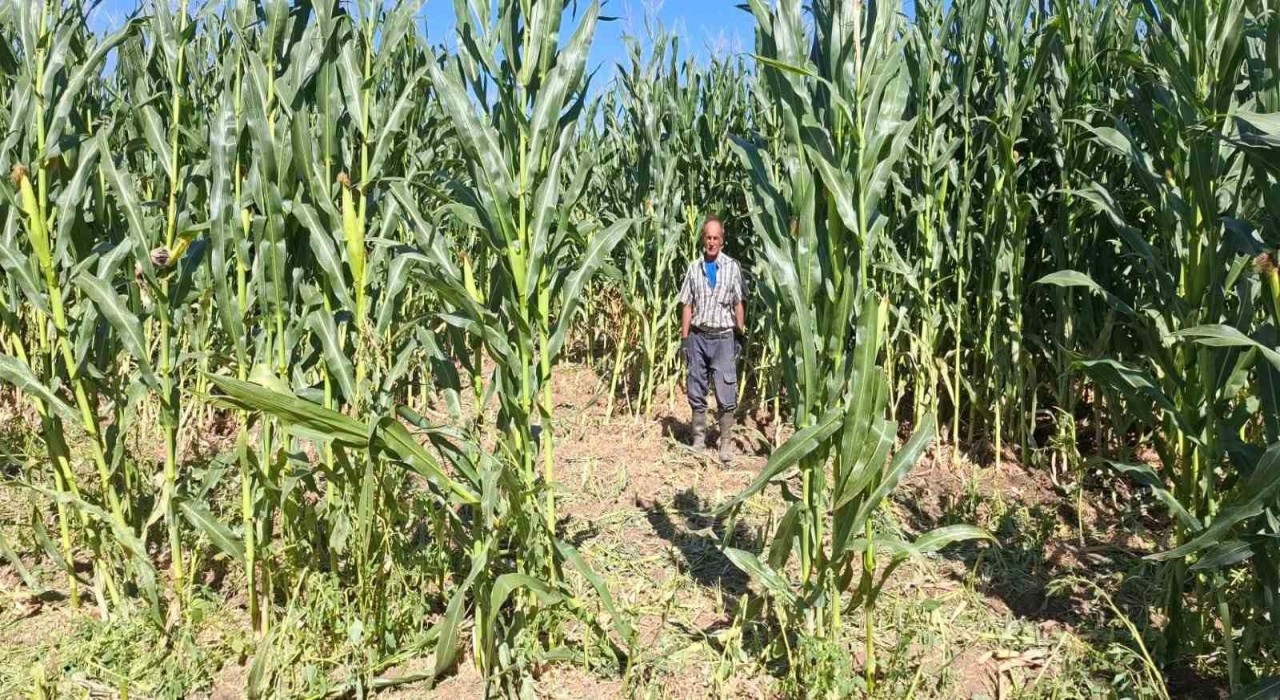 Elazığda domuz sürüsü mısır tarlasını talan etti
