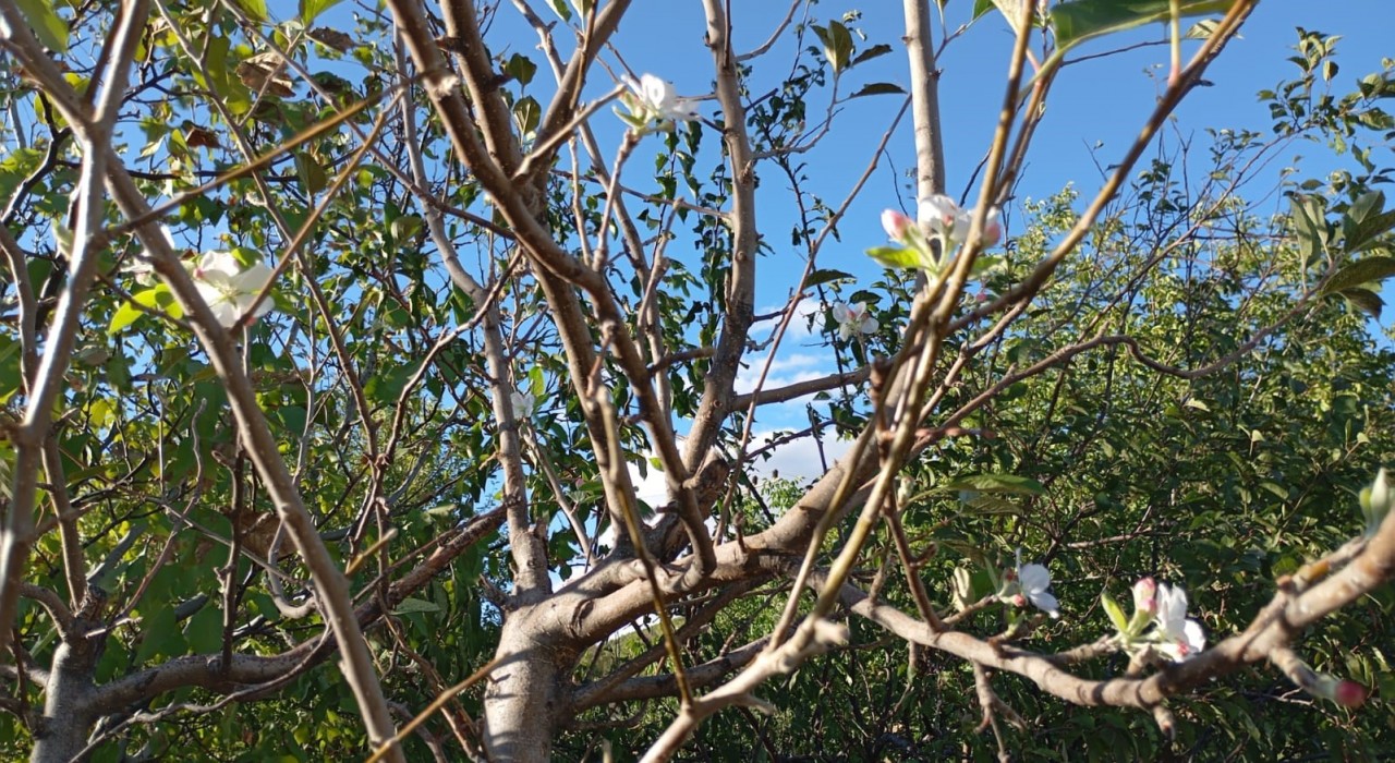 Elazığda elma ağacı çiçek açtı