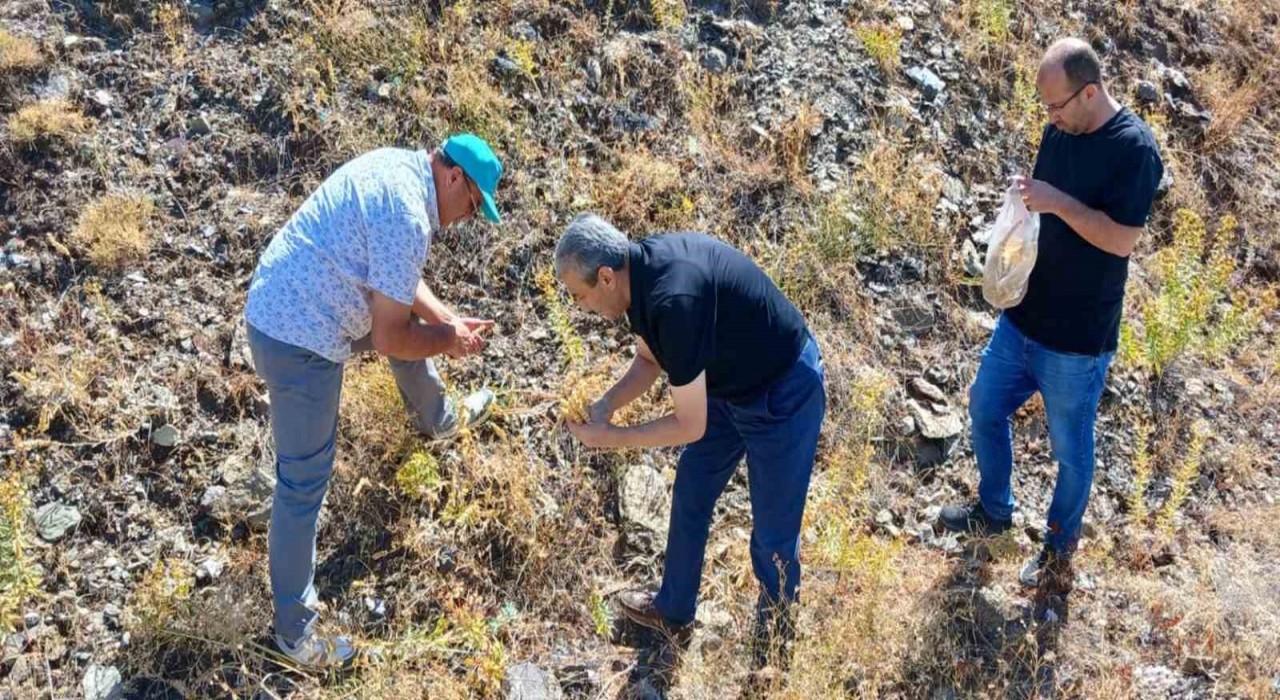 Elazığda maden çayı tohumu toplama çalışması