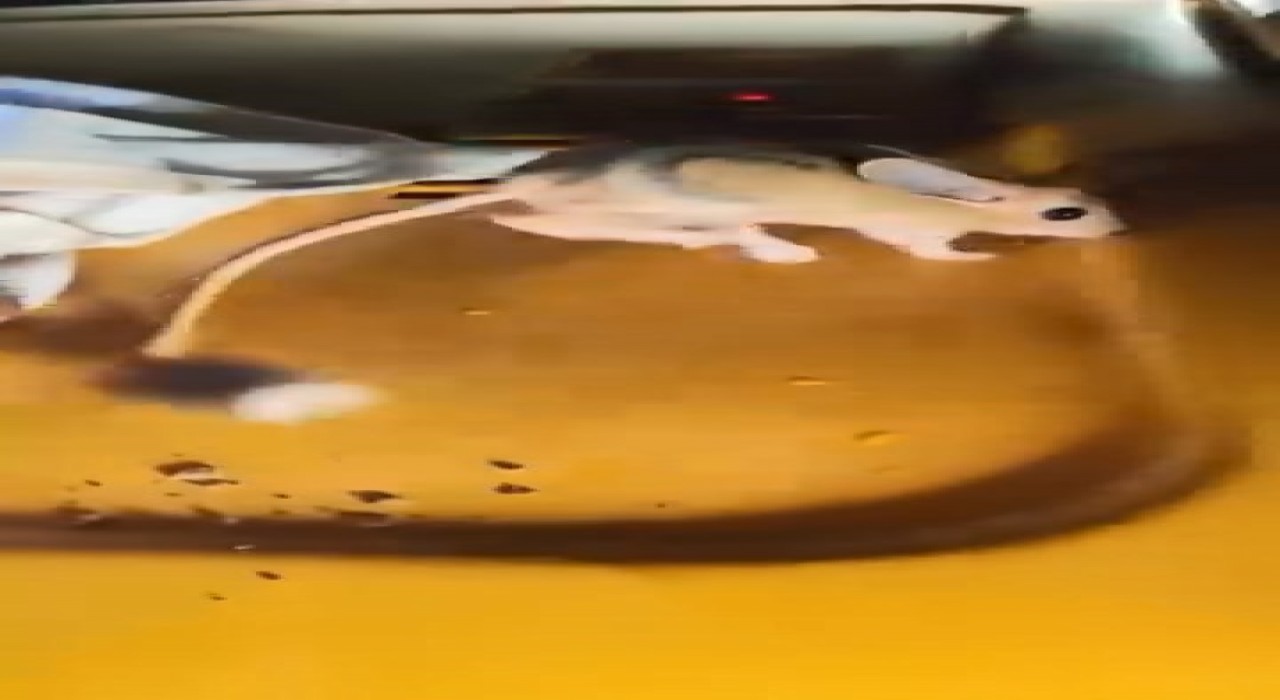 Elazığda nesli tükenmekte olan Arap tavşanı görüldü