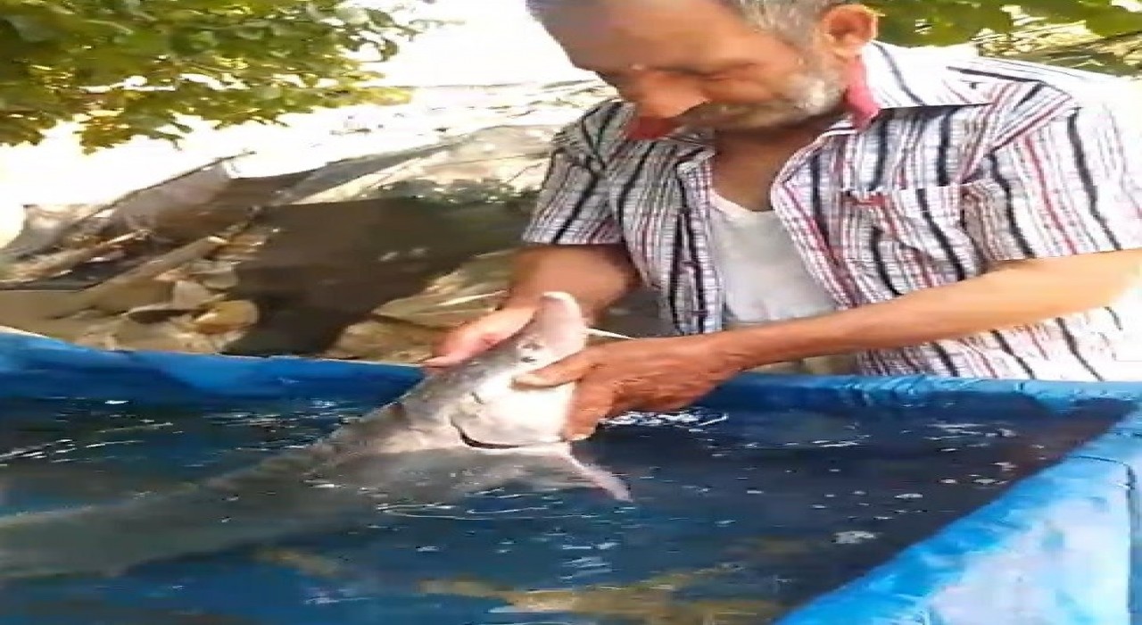 Elazığda oltaya takıldı, havyarı 2 milyon lira