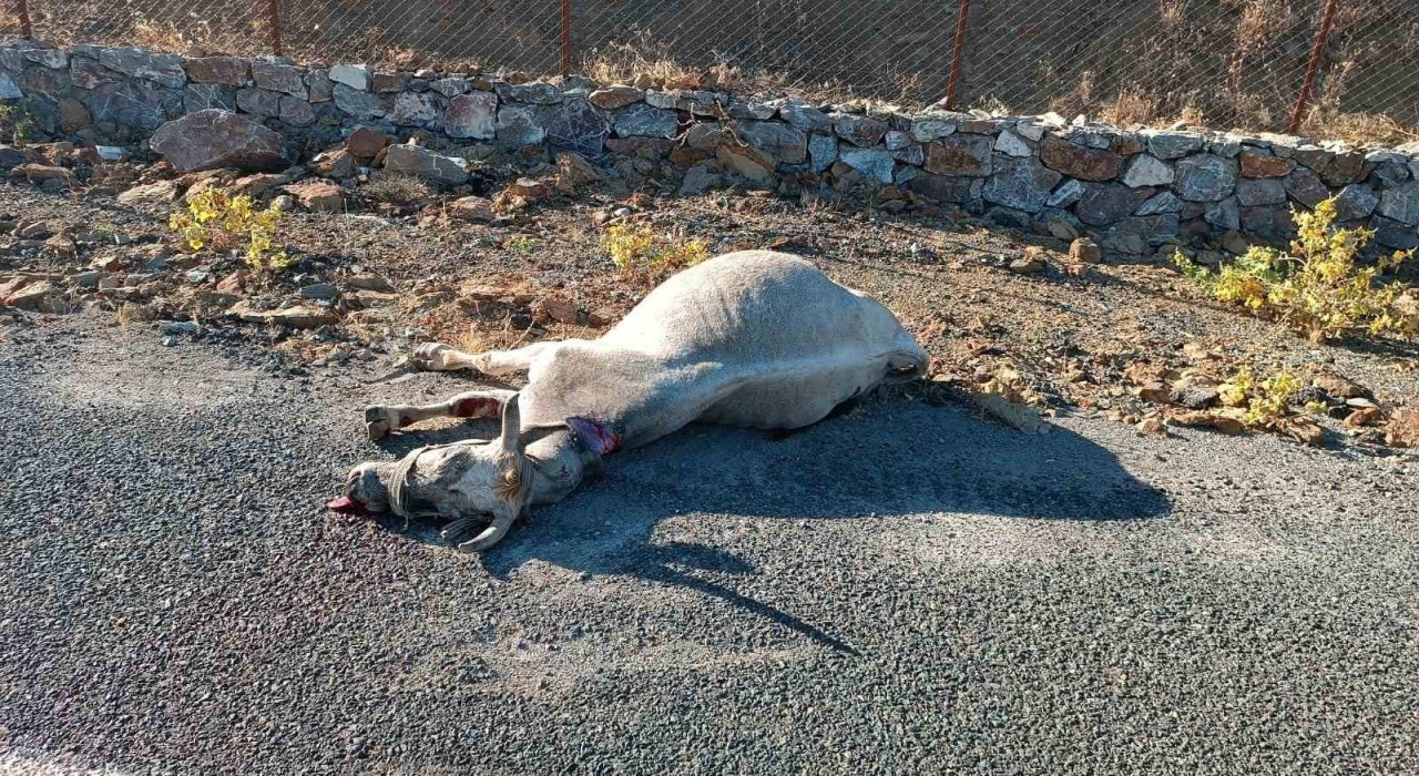 Elazığda otomobilin çarptığı at telef oldu