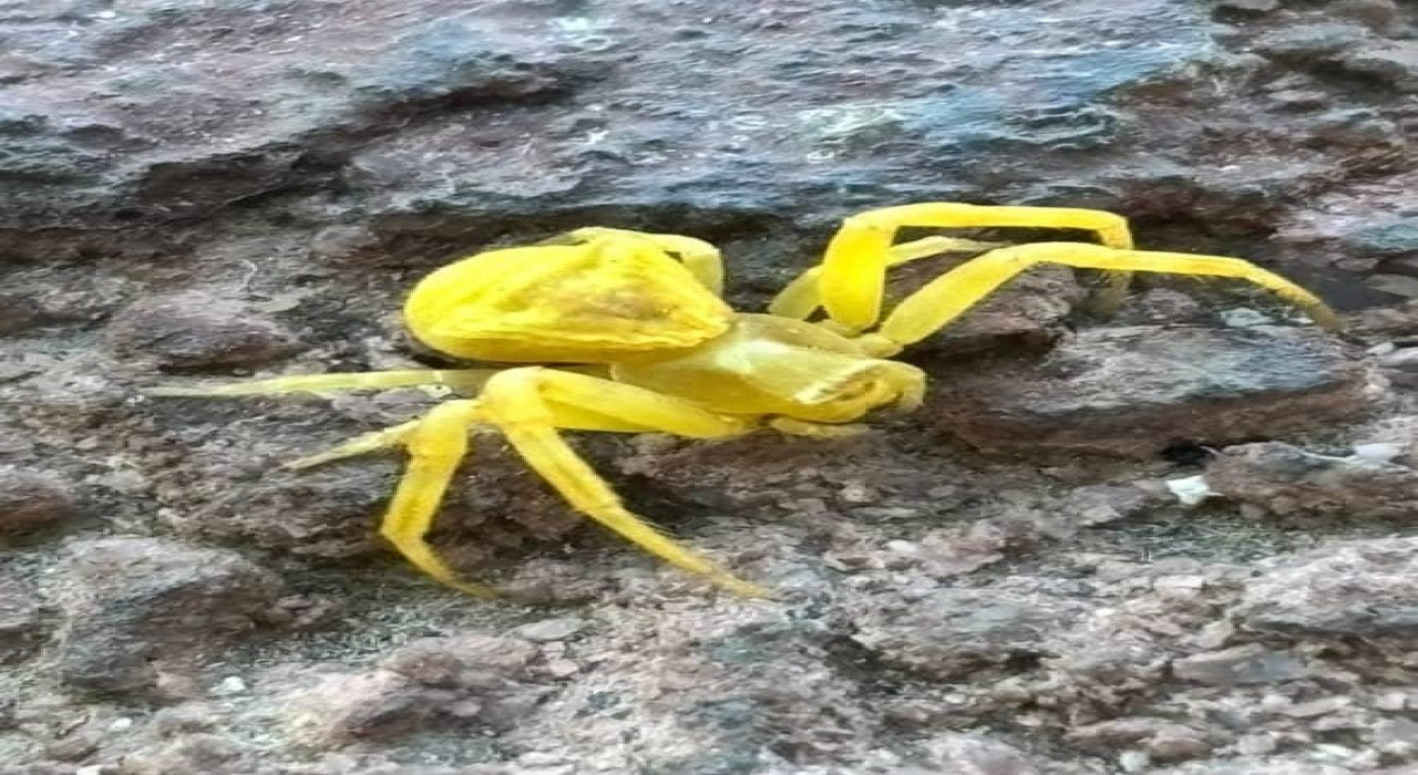 Elazığda Sarı Yengeç örümceği görüldü