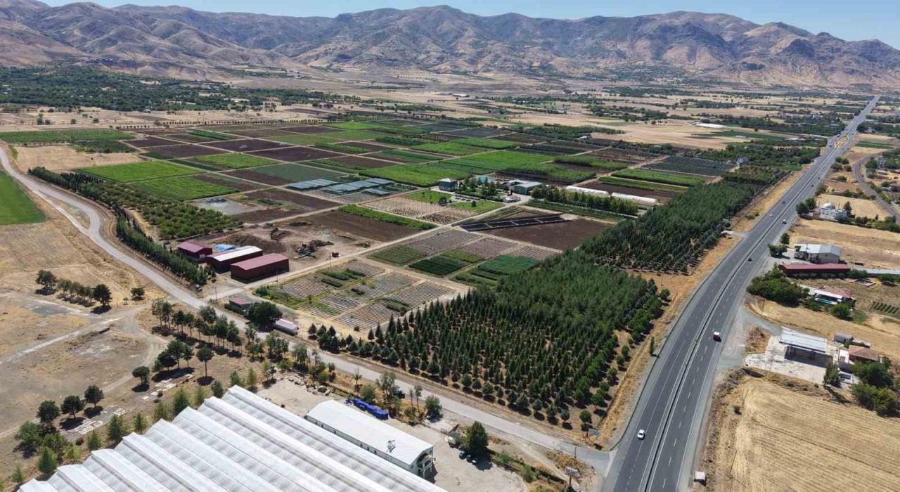 Elazığda üretilen milyonlarca fidan, ülkeye nefes oluyor