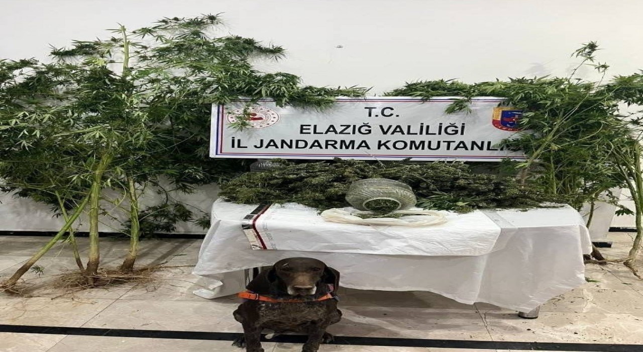 Elazığda uyuşturucuyla mücadele: 1 tutuklama