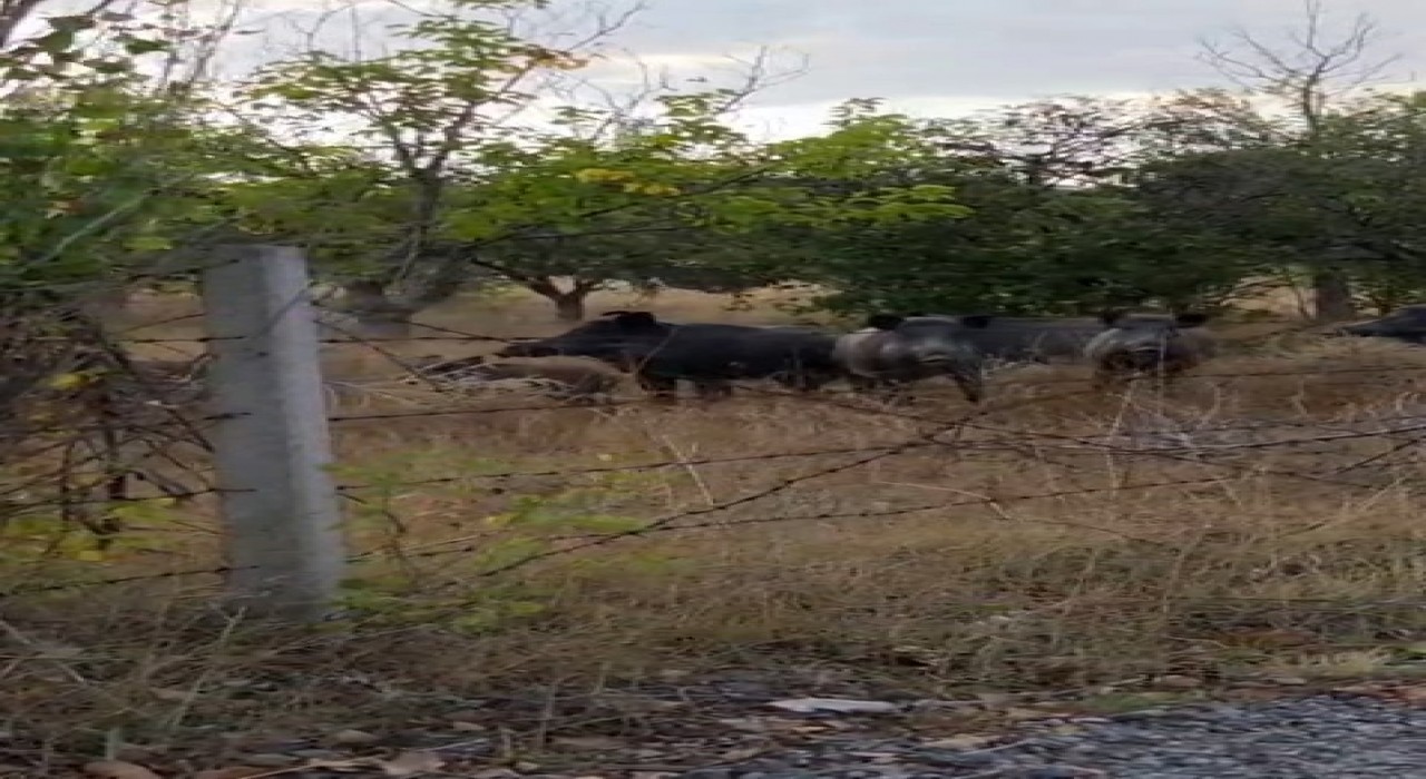Elmadağda tarlada domuz sürüsü görüldü
