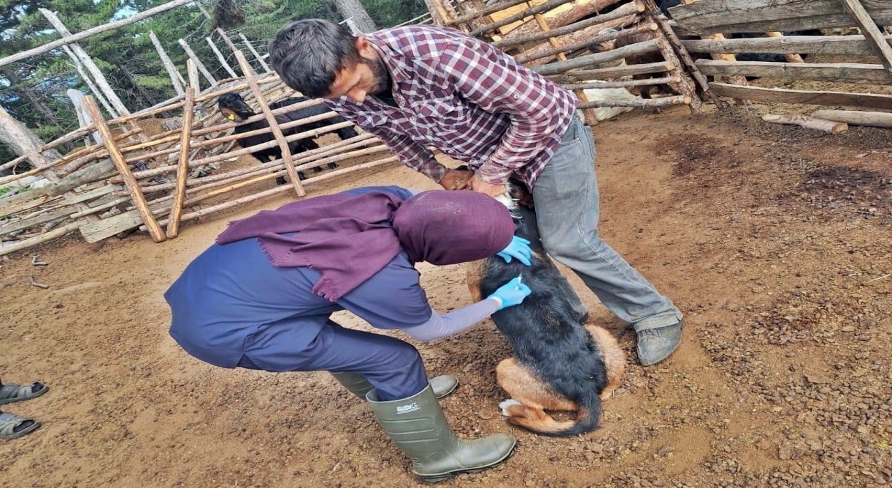 Emette küçükbaş hayvan sağlığı çalışmaları