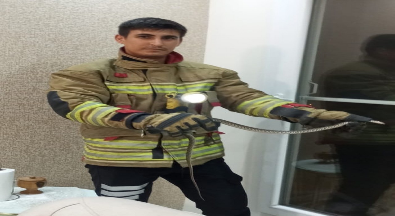 Erzin ve İskenderunda eve giren yılanları itfaiye yakaladı