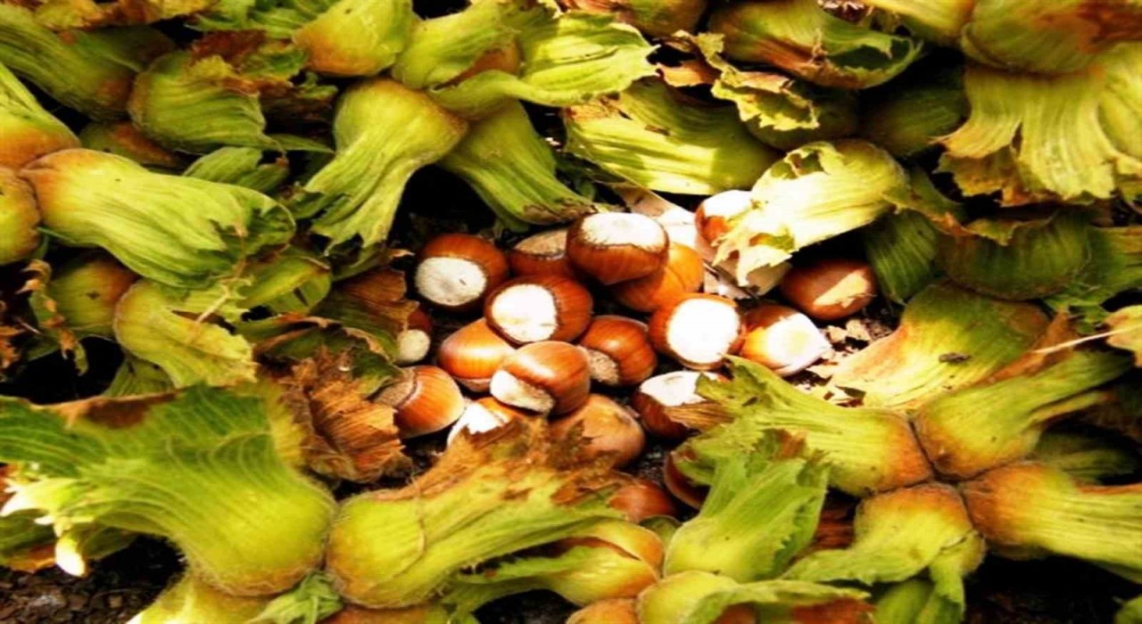 Erzincanda ilk kez yetiştirdi,1 ton ürün bekliyor