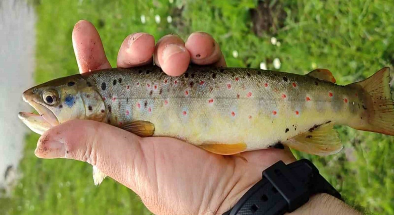 Erzincanda kırmızı benekli alabalığın nesli tükeniyor