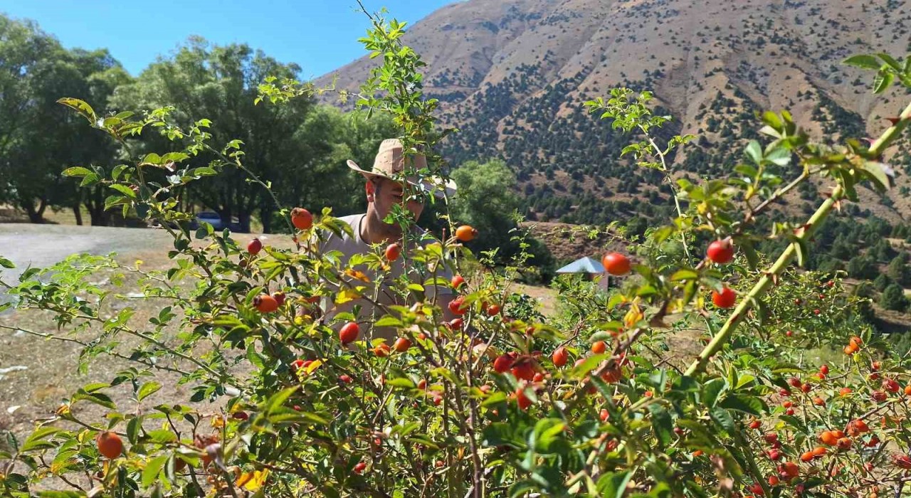 Erzincanda kuşburnu, zorlu arazilerde toplanmaya başlandı