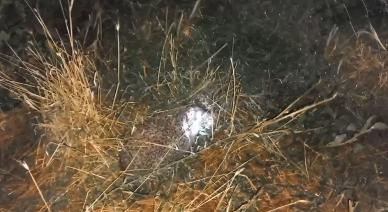 Erzincanda şaşırtan olay: Civcivleri yiyen tilki değil kirpi çıktı