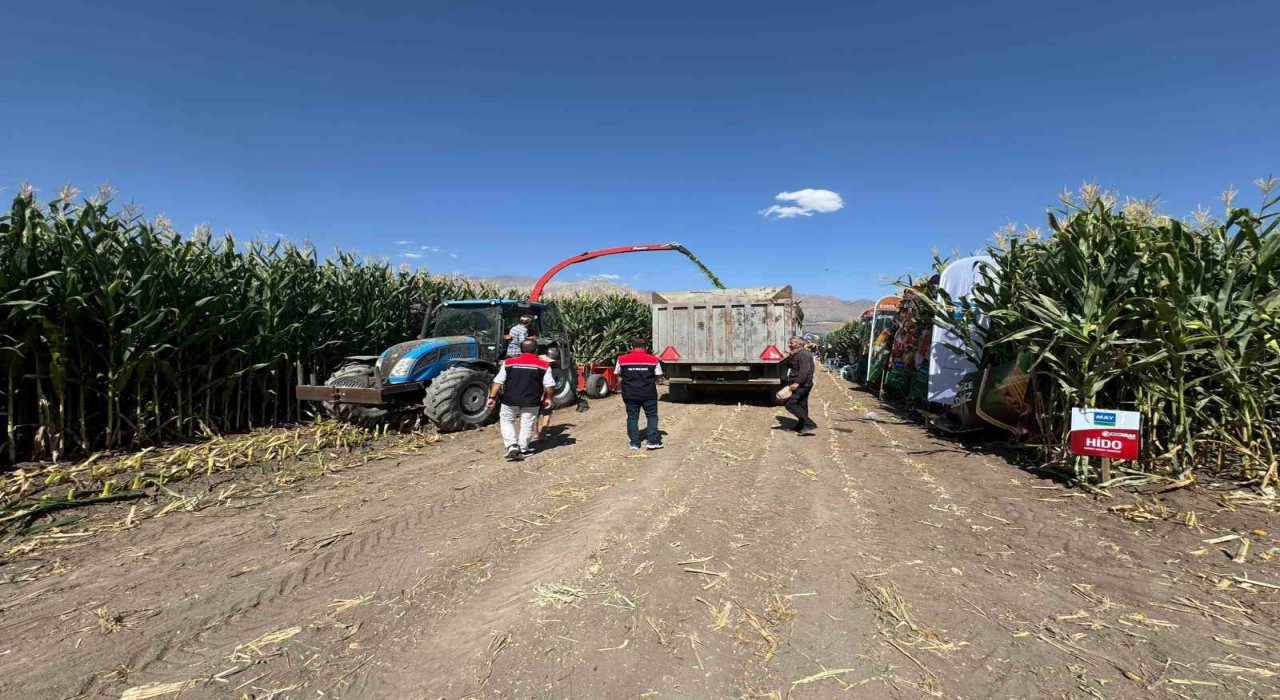 Erzincanda silajlık mısırın hasadı sürüyor