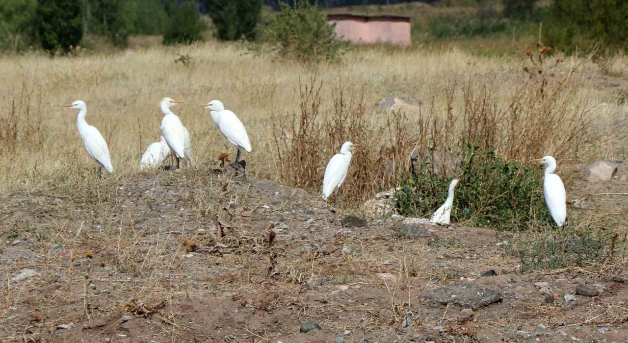 Erzincanda süzülen kuşların göç hareketleri izleniyor