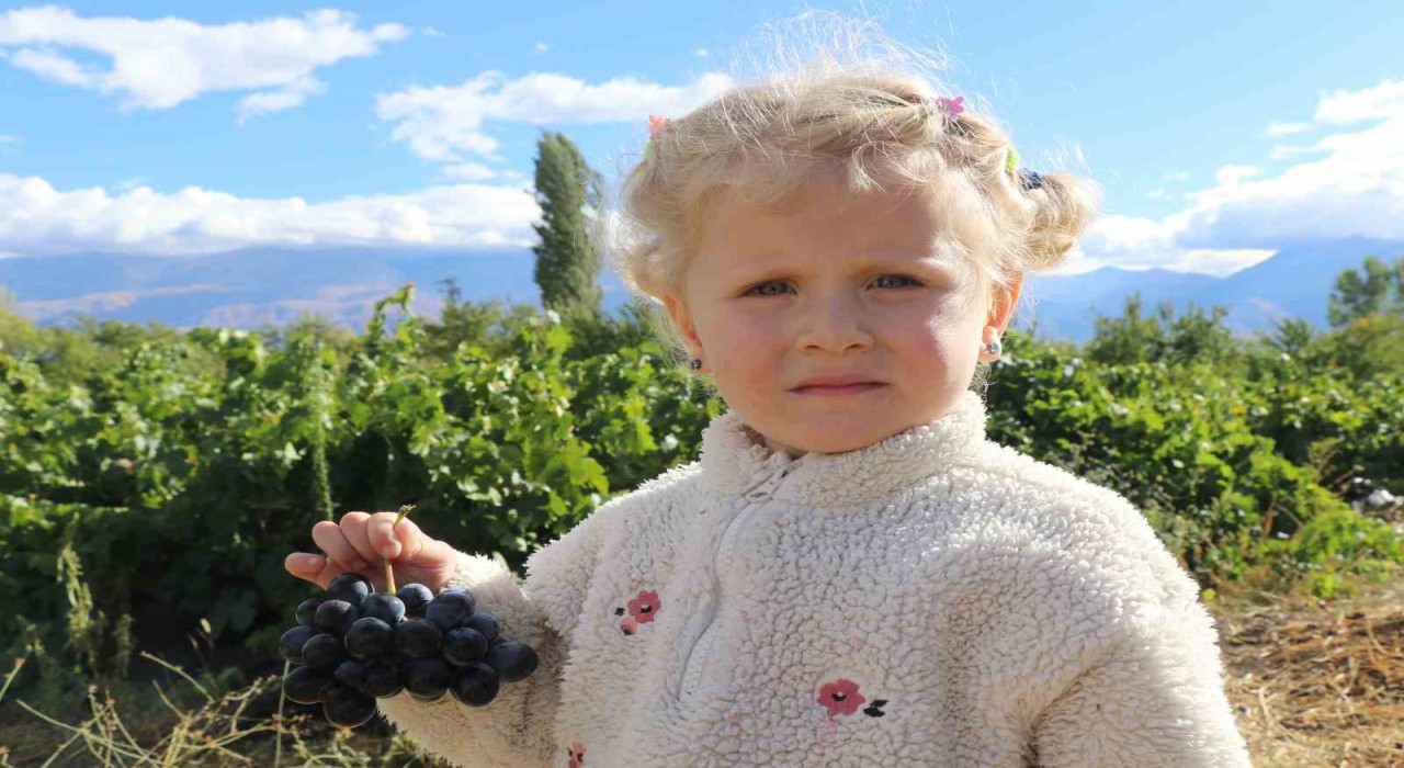 Erzincanın az şekerli Cimin üzümünün hasadı sürüyor