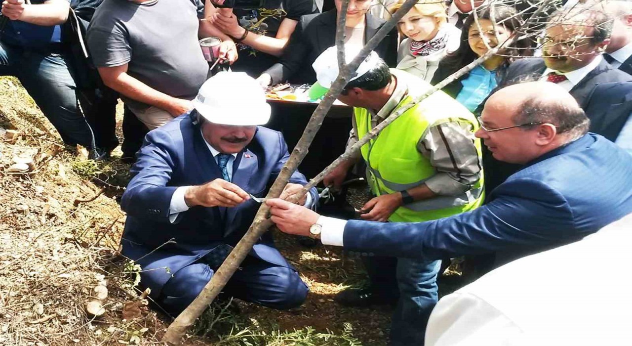 Eski Bakan Eroğlunun aşıladığı zeytin meyve vermeye başladı