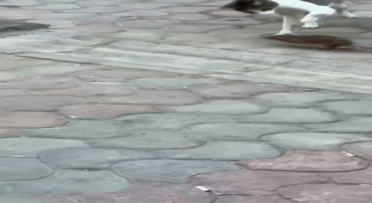 Esnaf, kedi ile farenin kapışmasını maç anlatır gibi anlattı