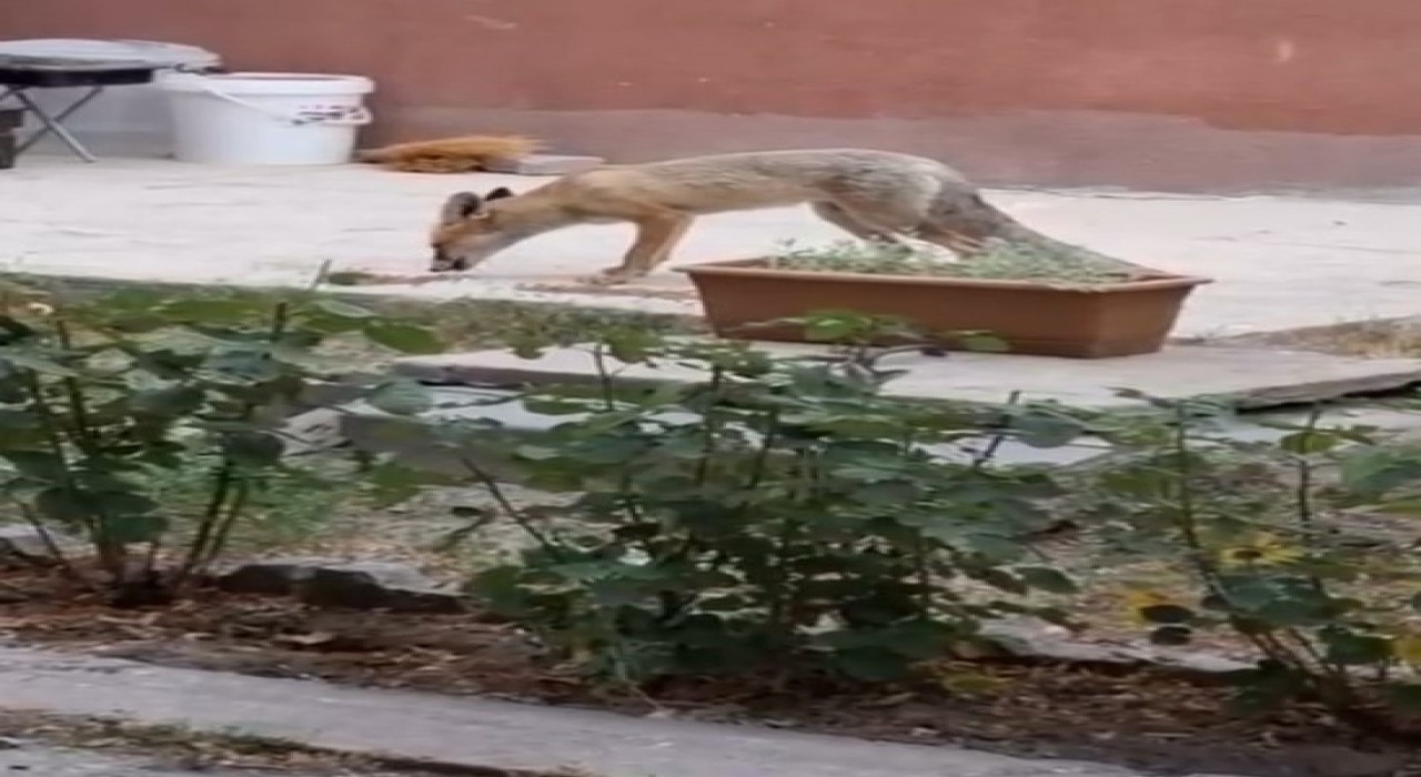 Evin bahçesinde tilki besliyor