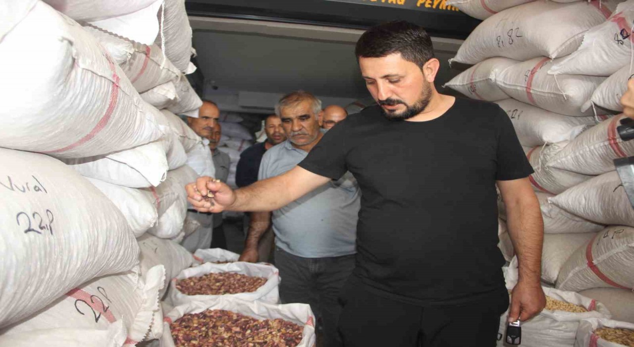 Fıstıkta rekolte düştü