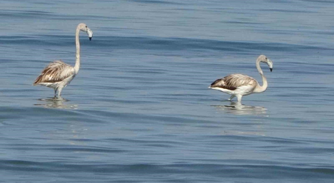 Flamingoların yeni durağı İskele sahili oldu