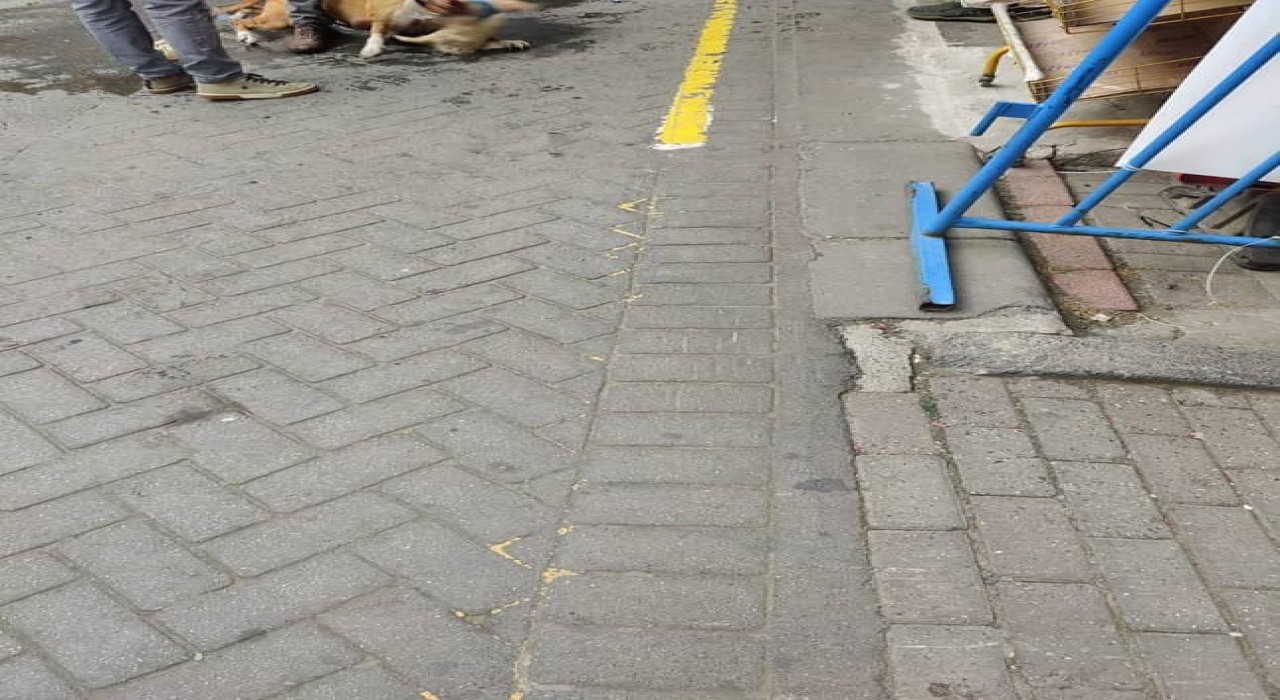 Gaziosmanpaşada ağızlıksız gezdirilen pitbull başka köpeğe saldırdı