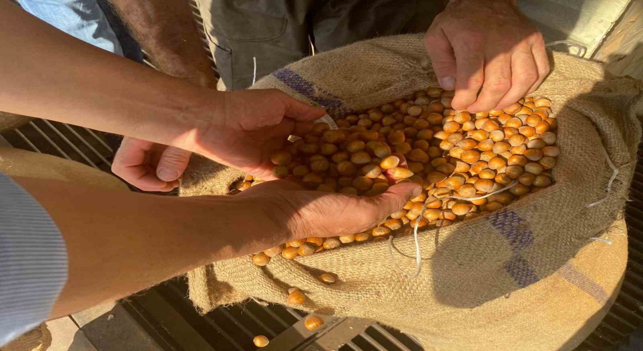 Giresunda fındık fiyatını randıman belirliyor