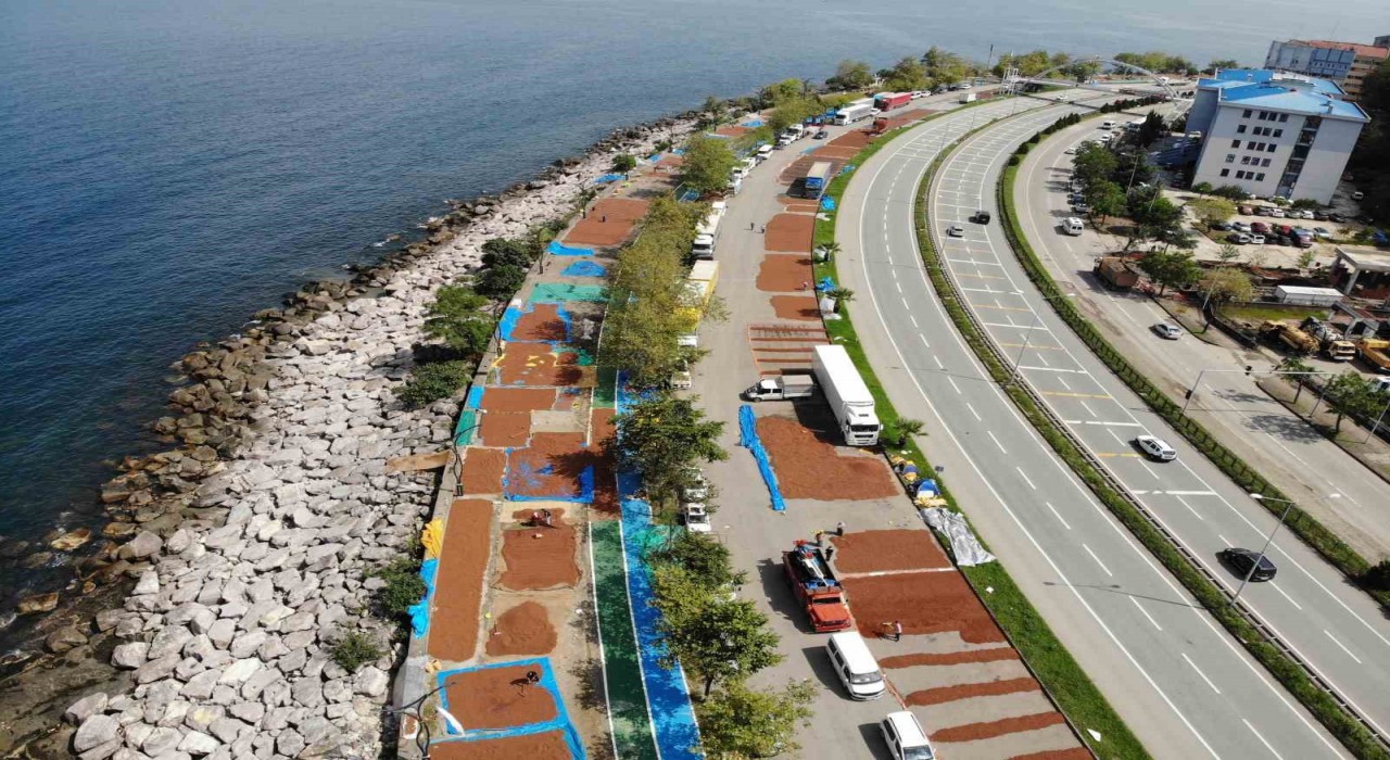 Giresunda fındık hasadının ardından üreticilerin kurutma mesaisi sürüyor