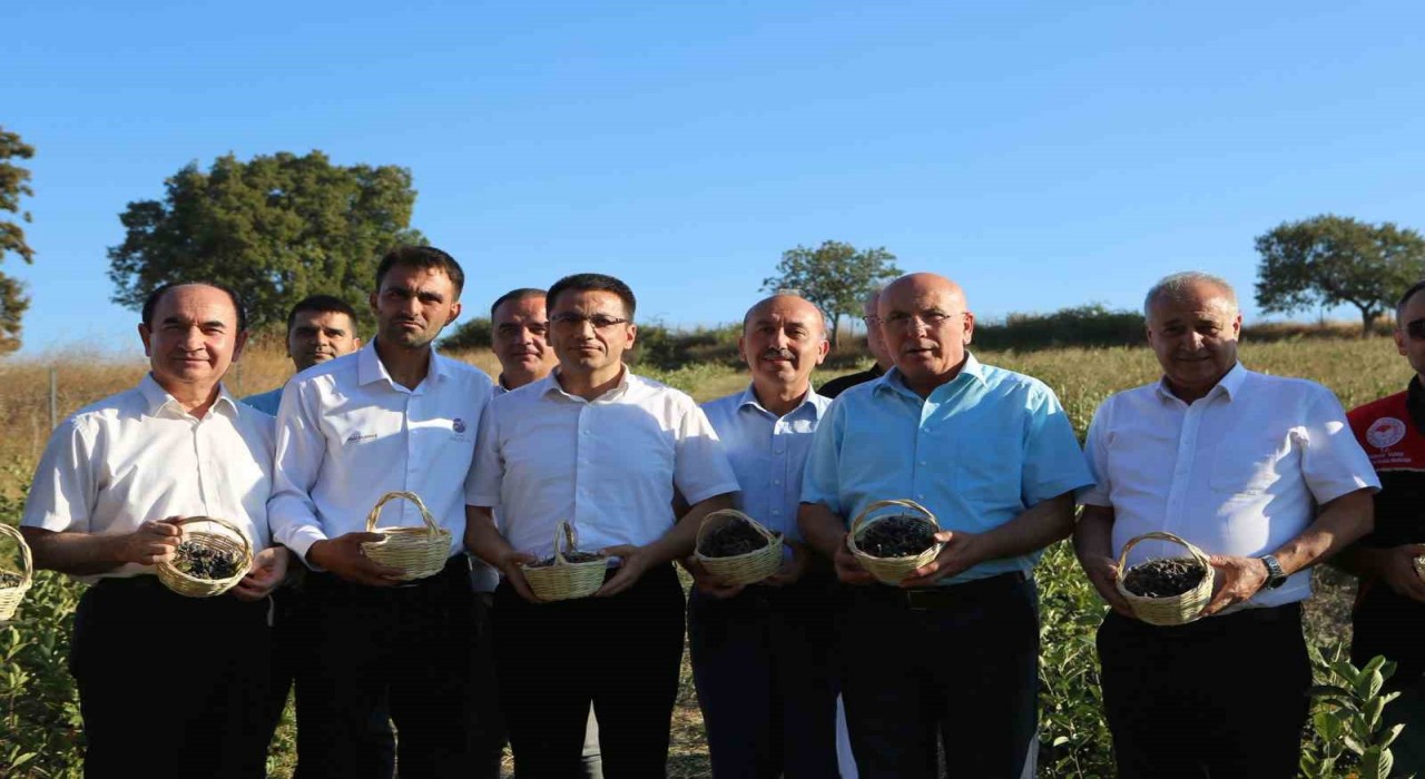 Gönende 2. aronya hasadı yapıldı