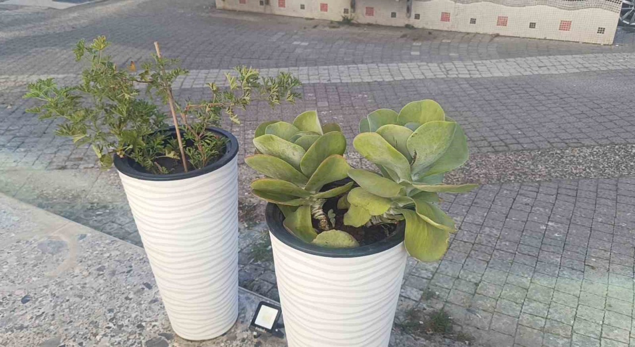 Gözüne kestirdiği saksıdaki çiçeği sökerek götürdü