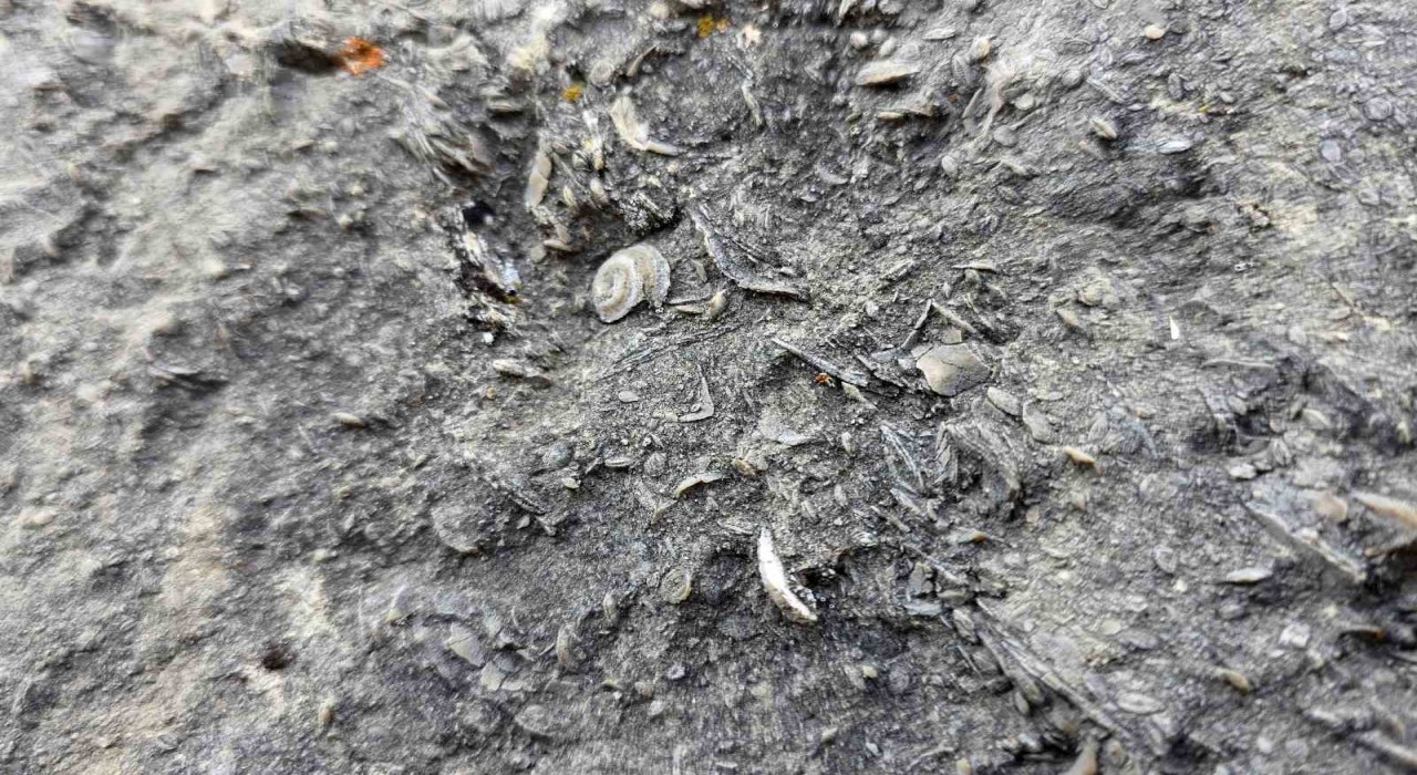 Gümüşhanede milyonlarca yıllık deniz fosili yatağı bulundu