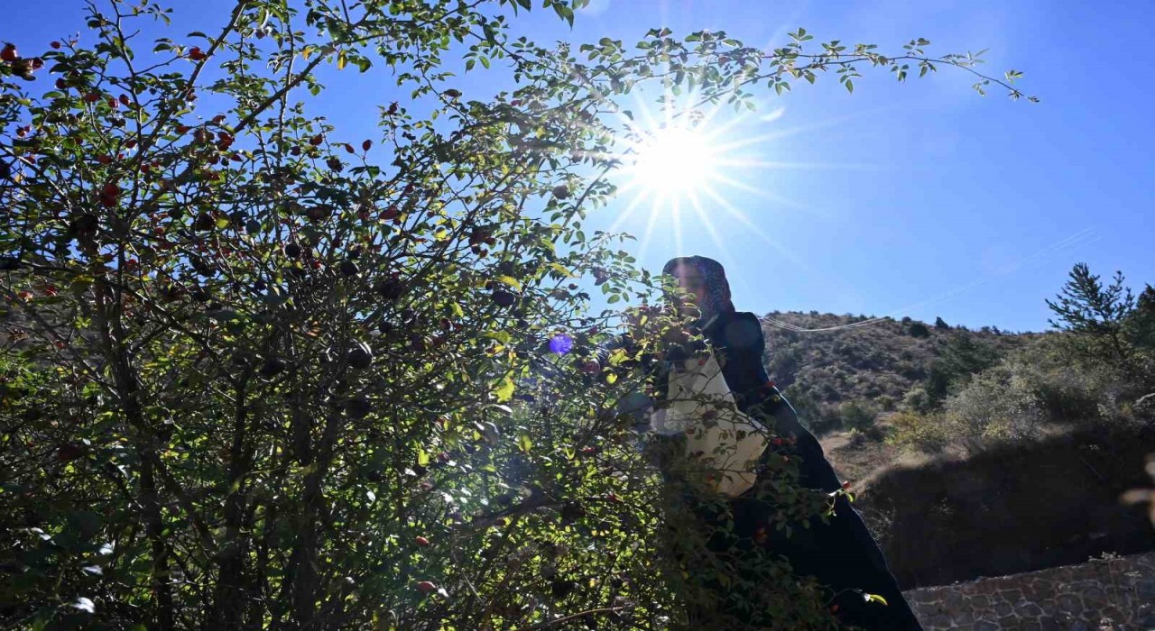 Gümüşhanenin dikenli gülü kuşburnu, zahmetli yolculukla sofraya geliyor