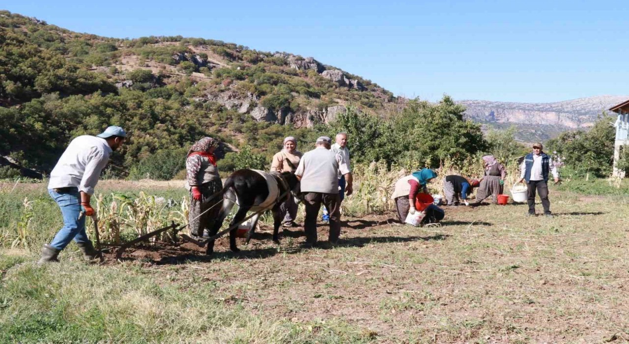 Hadimde at ve eşekle patates hasadı: Atalardan kalan kara sabanla yapılıyor