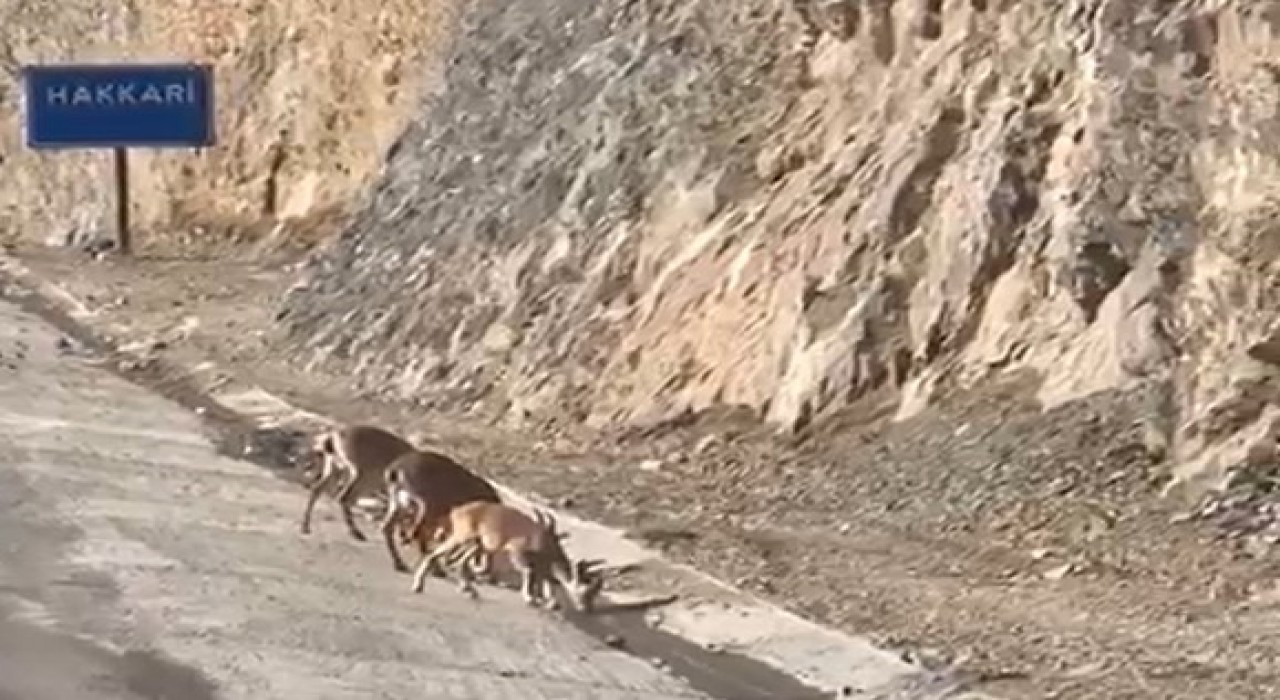 Hakkaride su içen dağ keçileri görüntülendi