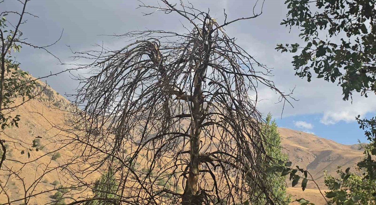 Hakkarinin Cevizli köyünde ağaçlar kurudu, tarlalar susuz kaldı