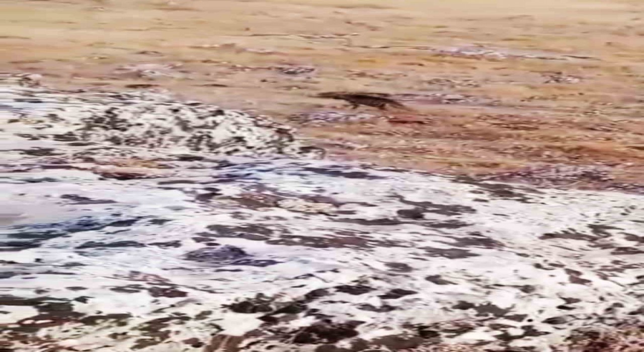 Halfetide nesli tükenme tehlikesi altında olan çizgili sırtlan görüldü