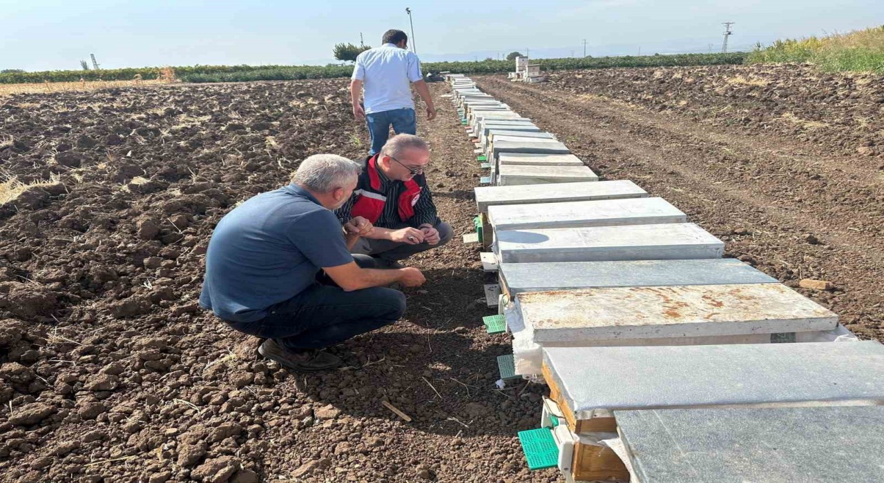 Halitpaşada arı ölümleri inceleme altında