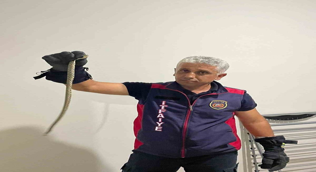 Hatayda eve giren yılanları itfaiye yakaladı