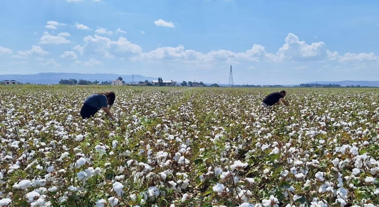 Hatayda pamuk ve soya ekili araziler kontrol edildi
