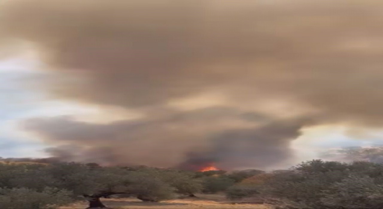 Hatayda zeytinlik alanda çıkan yangın büyümeden söndürüldü