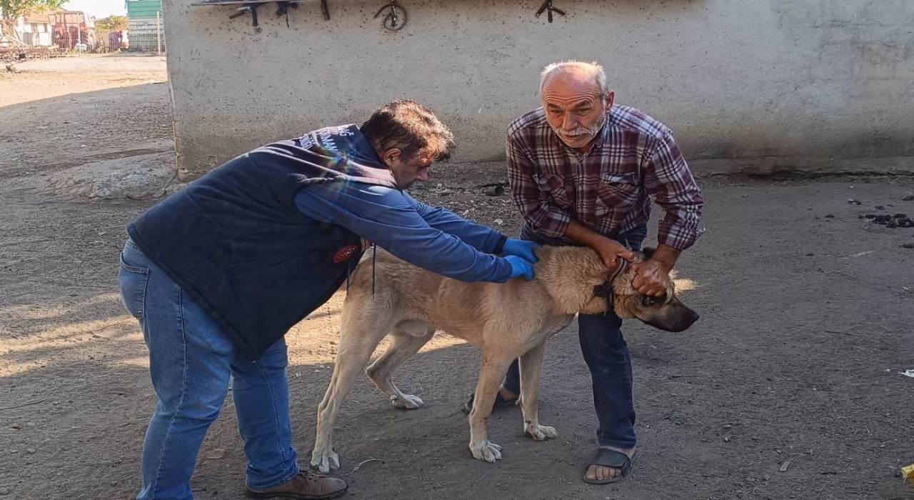 Hayraboluda kedi ve köpekler kimliklendiriliyor