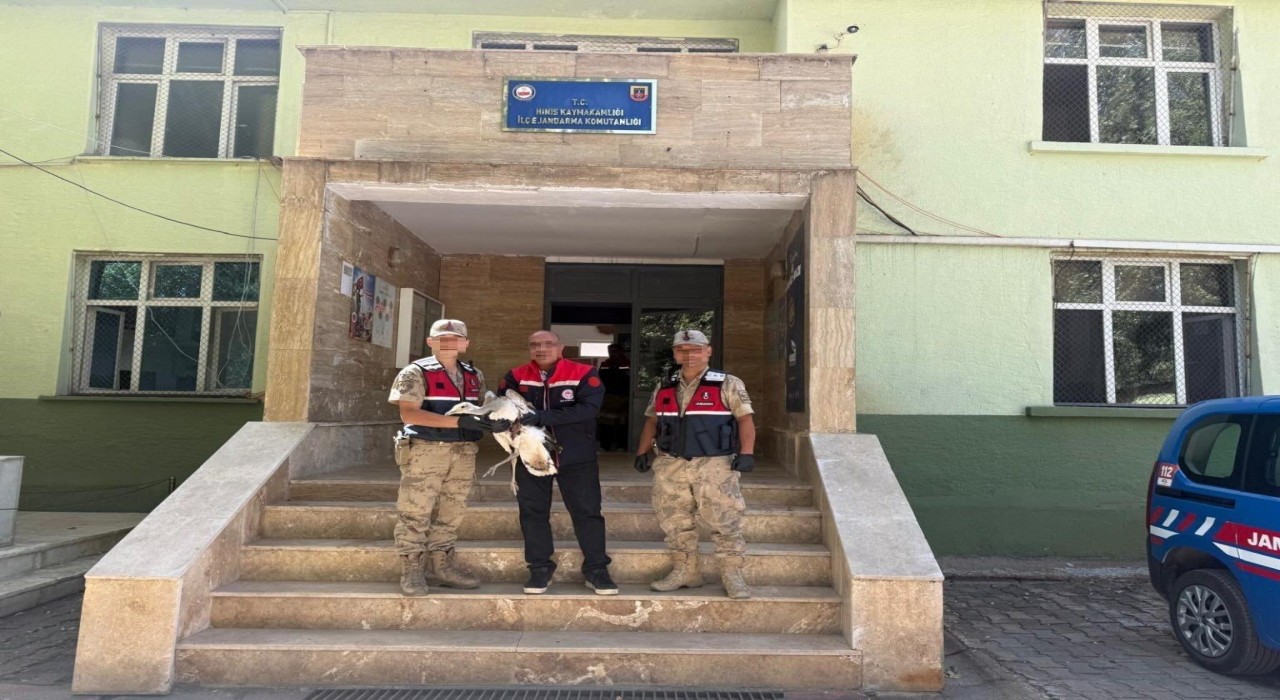 Hınısta Toy kuşu yaralı olarak bulundu