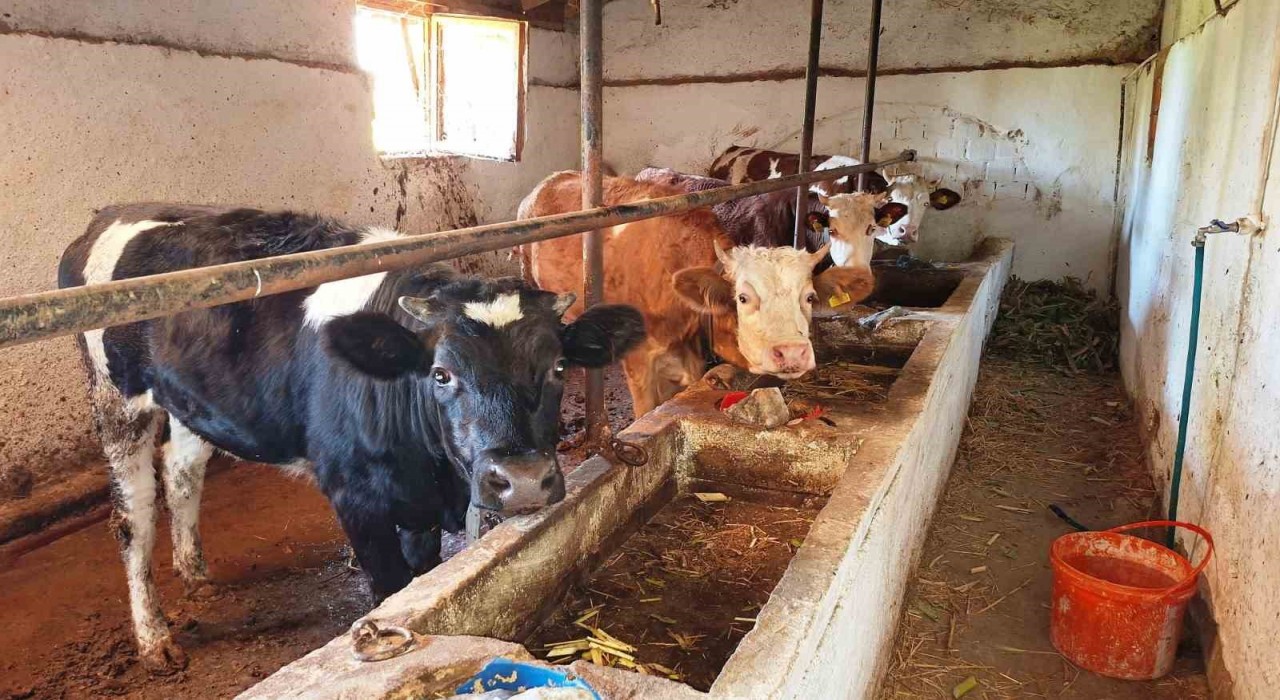 Hisarcık ilçesinde şap karantinası