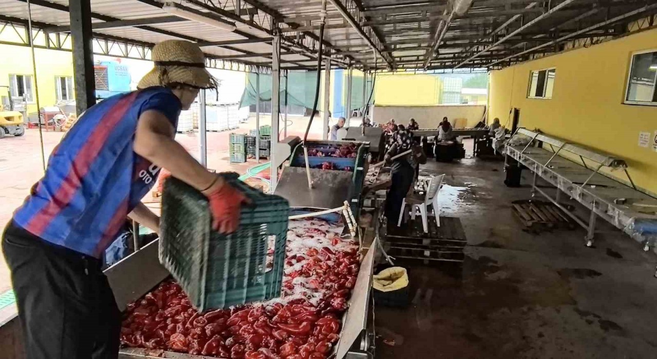 Hollandanın biber salçasını İnegöllü kadınlar üretiyor